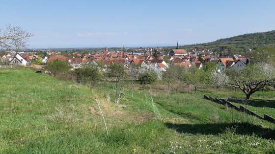 Vue 180° sur Rosheim