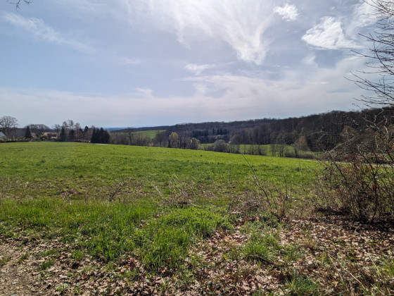 Vue à la sortie de la forêt de Haut-Soultzbach 1