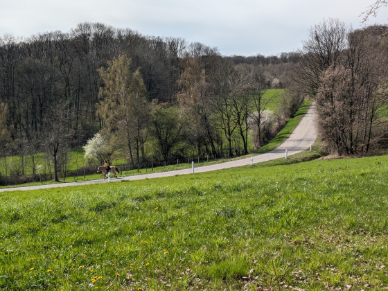 Vue à la sortie de la forêt de Haut-Soultzbach 1