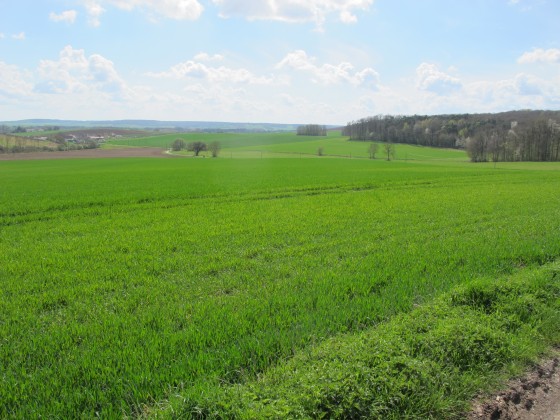 Vue au sortir de la forêt vers Villevenard