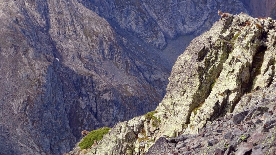 Vue d\'ensemble, une étagne surveille ses 2 cabris.