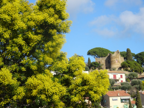 Vue De Bormes parmi les mimosas.
