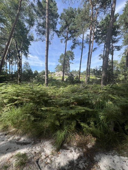 Vue de for&ecirc;t