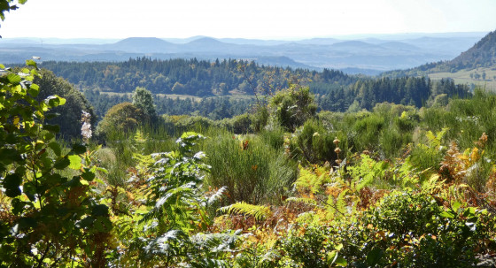 Vue de la forêt