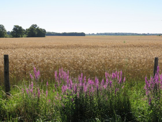 Vue de la route du Grand Fourcheau