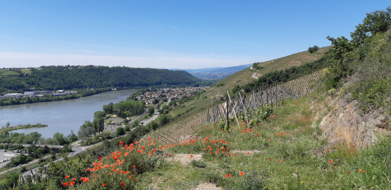 Vue depuis le milieu des vignes