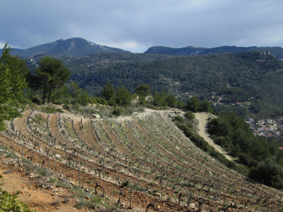 Vue des vignes au sommet