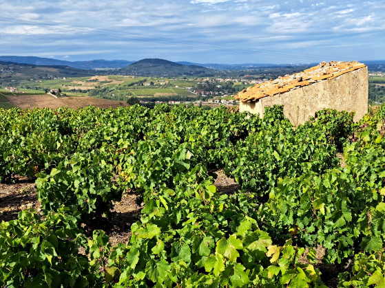 vue du Crêt de Charnat