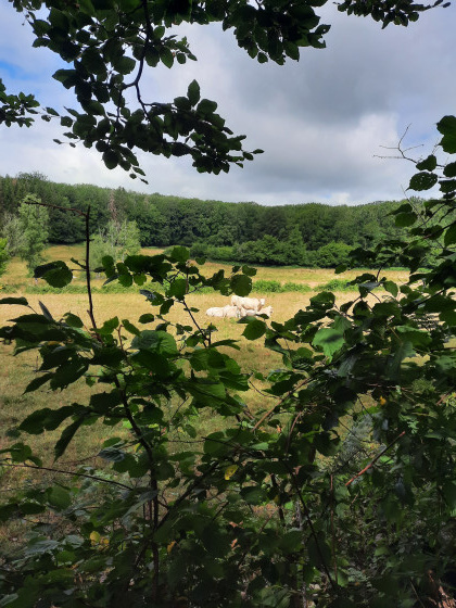 Vue du site