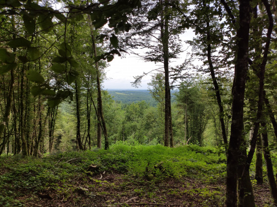 Vue entre les bois
