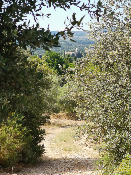 vue entre les branches