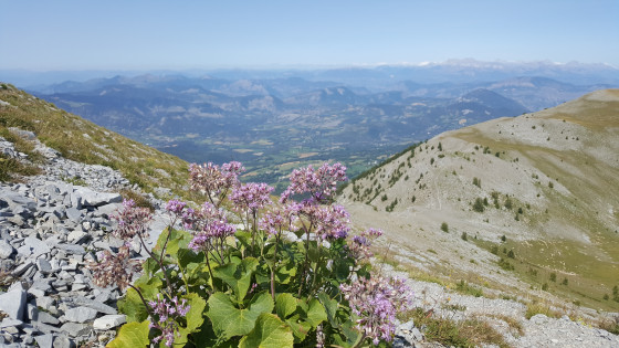 Vue florale depuis la descente