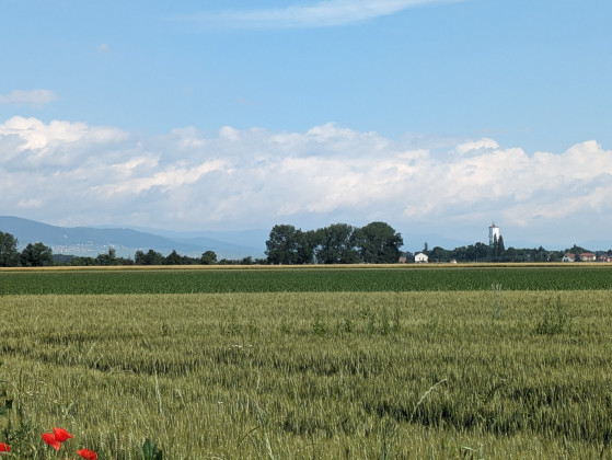 Vue lointaine sur Meyenheim