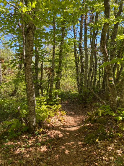 Vue lors de la montée dans les chemins (forêt principalement)