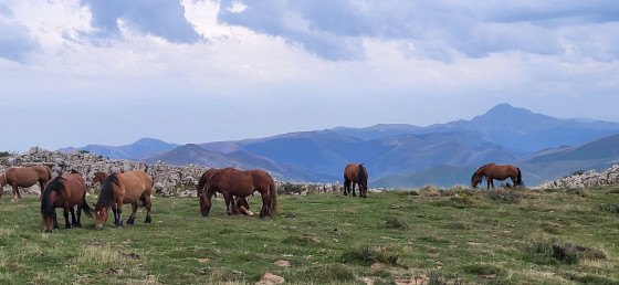 Chevaux au pâturage