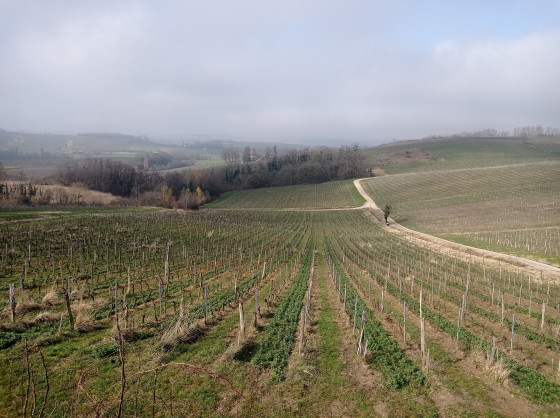 Vue sur Arbois depuis l'ermitage
