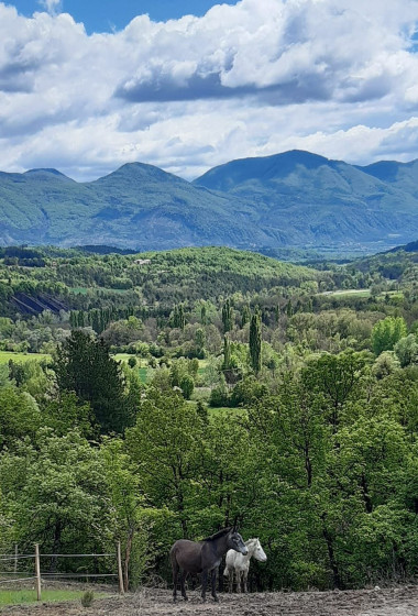 Vue sur des mules depuis Neffes