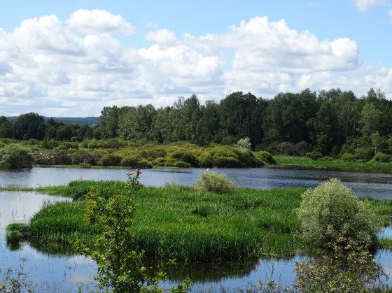 vue sur l'étang
