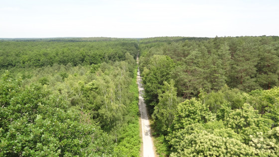 Vue sur la canopée depuis le belvédère