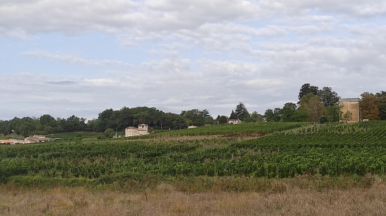 Vue sur la Dordogne. Vignobles.