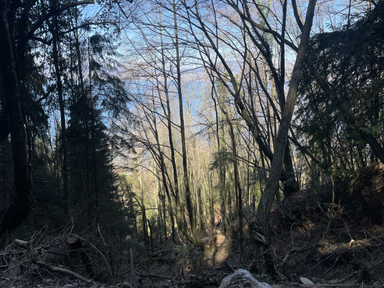 Vue sur la Forêt