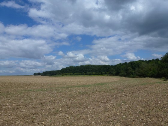 Vue sur la lisière boisée du plateau