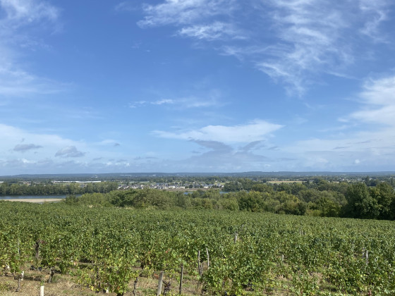 Vue sur la Loire depuis les vignes