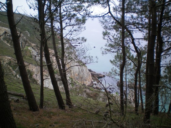Vue sur la mer à travers les arbres