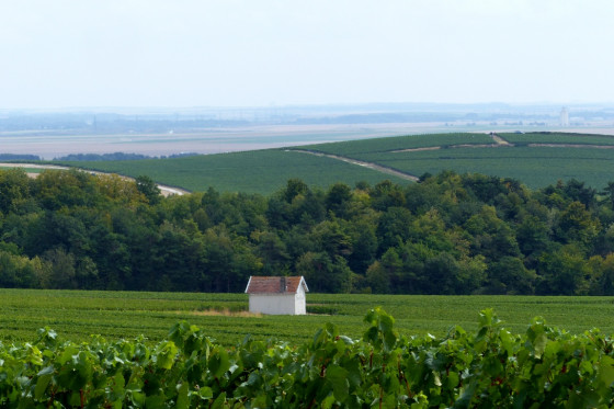 Vue sur la plaine champenoise