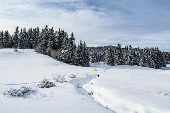 Vue sur la tourbière
