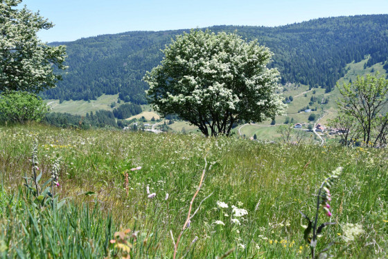 Vue sur la vallée de la Bresse