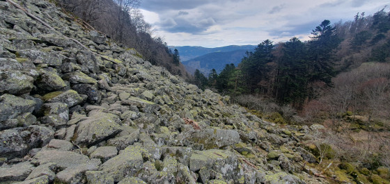 Vue sur la vallée de Munster