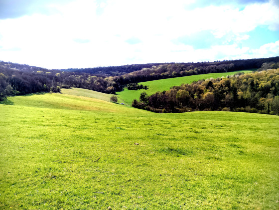 Vue sur le bois de la Roche Guyon