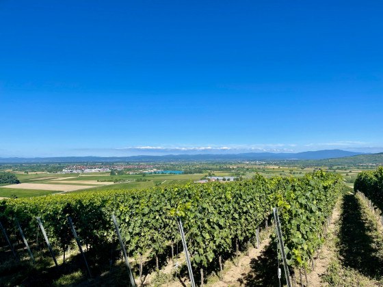 Vue sur le Brisgau depuis le Limberg