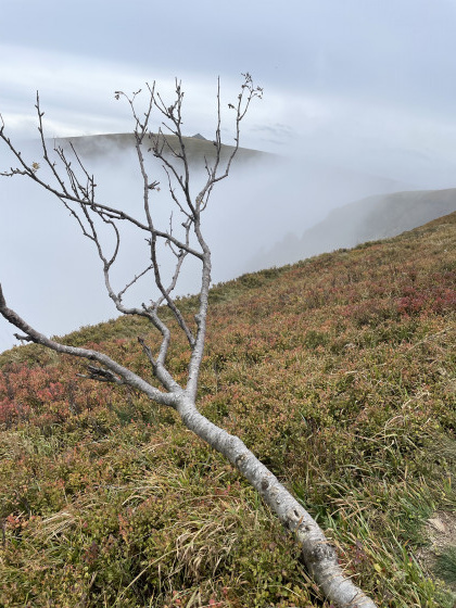 Vue sur le Honneck