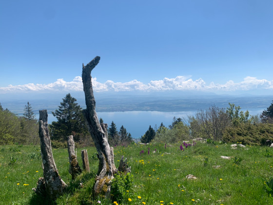 Vue sur le Lac de Neuchâtel