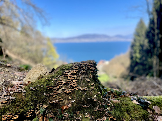 Vue sur le lac