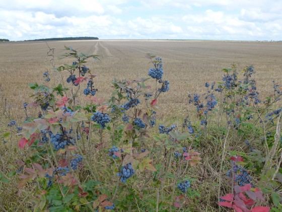 Vue sur le plateau agricole