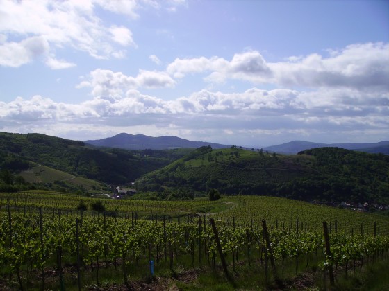 Vue sur le vignoble d'Alb&eacute;