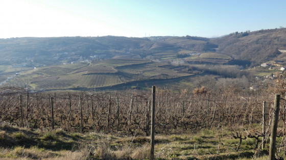 Vue sur le vignoble et les vergers