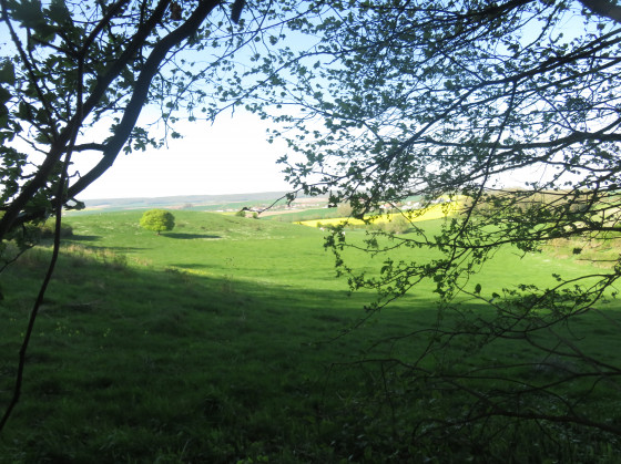 Vue sur les prés