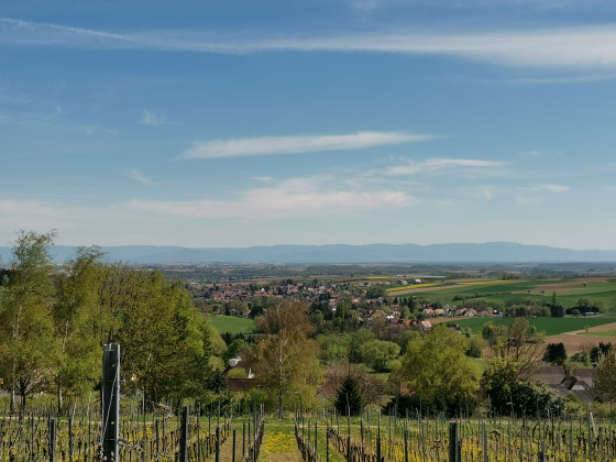 Vue sur les vignes de Rott