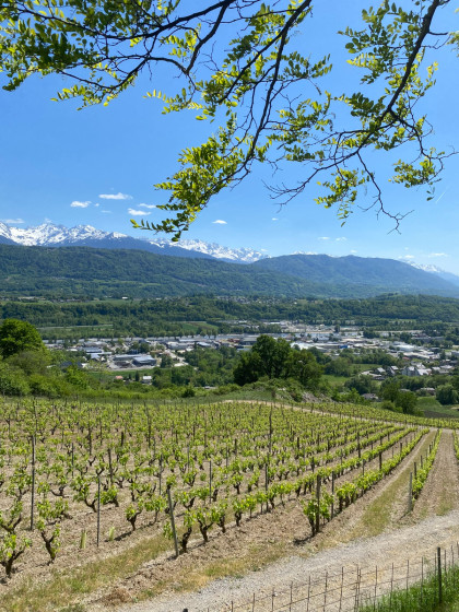 Vue sur les vignes en altitude