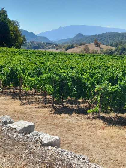Vue sur les vignes et la dent du chat.