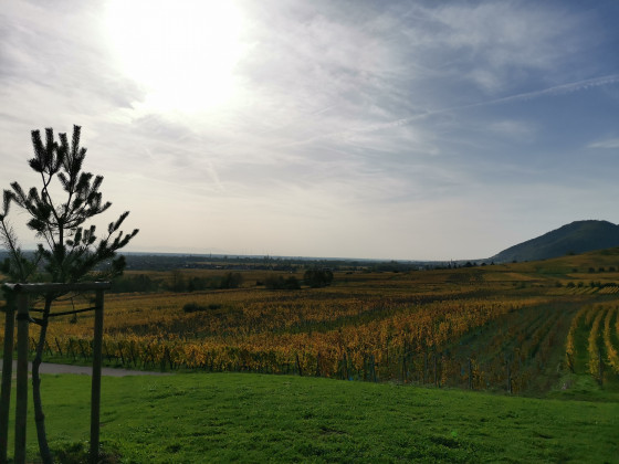 Vue sur les vignes