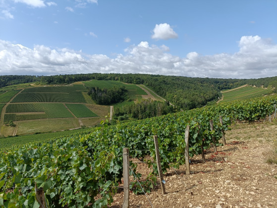 Vue sur les vignes