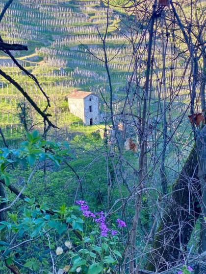Vue sur les vignes.