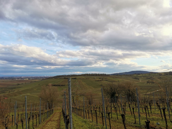Vue sur les vignes