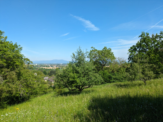 Vue sur les Vosges