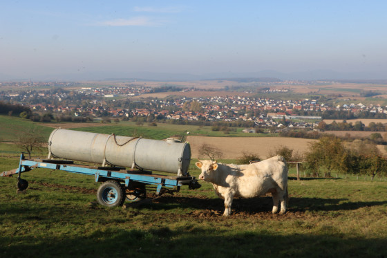 Vue sur Pfaffenhoffen et Niedermodern